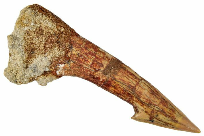 Fossil Sawfish (Onchopristis) Rostral Barb - Morocco #273317